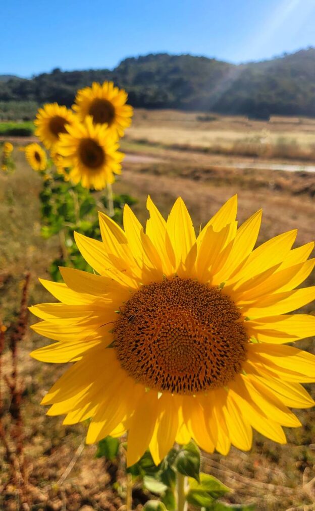 La Toscana e i campi di Girasoli della maremma