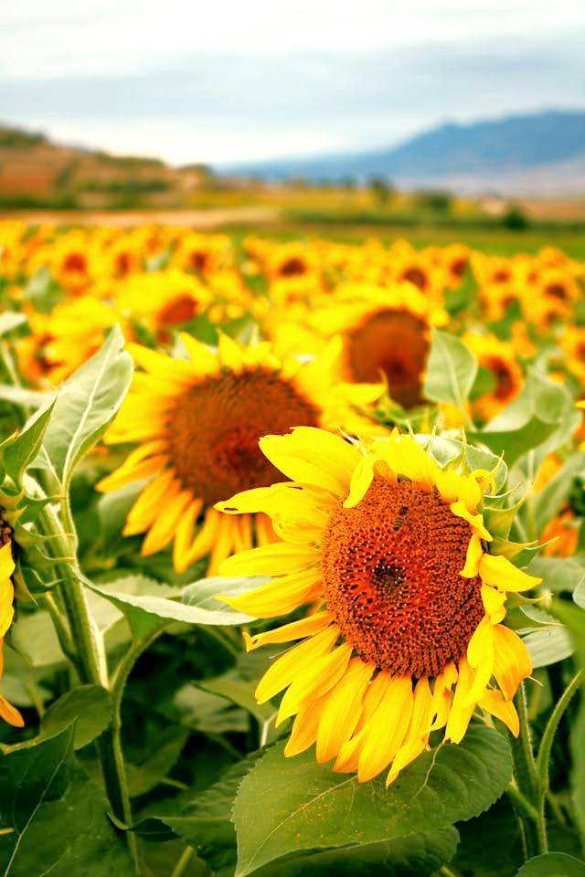 La Toscana e i campi di Girasoli più belli