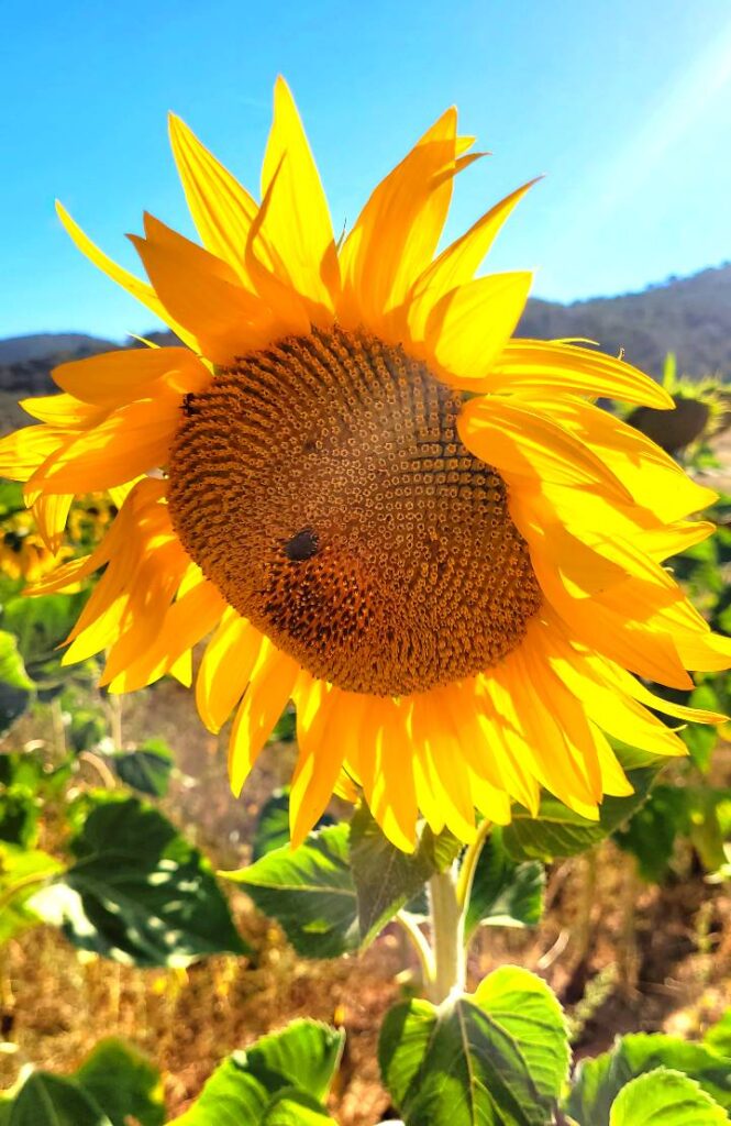 La Toscana e i campi di Girasoli